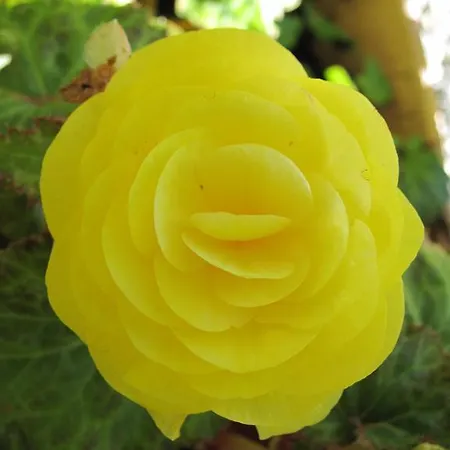 伯格帕诺拉玛公寓 公寓