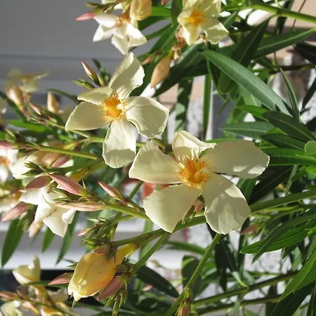 伯格帕诺拉玛公寓 *