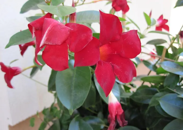 Bergpanorama Апартаменты *