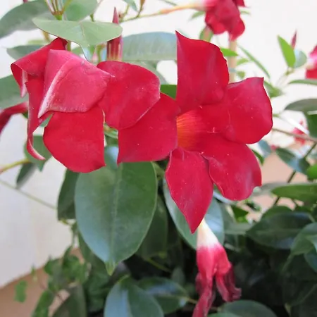 Bergpanorama Appartement *